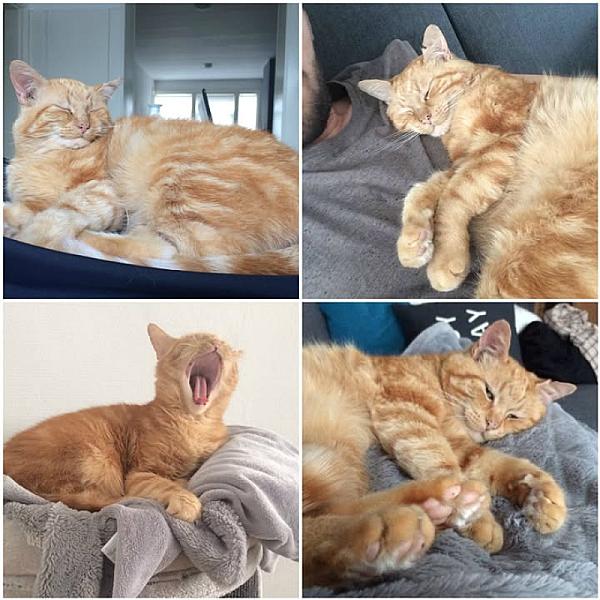 Kattenpraat