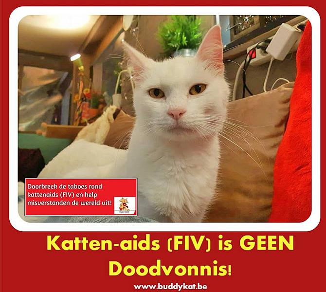 Kattenpraat