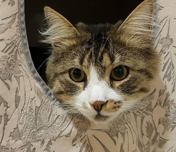 Kattenpraat