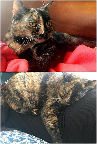 Kattenpraat