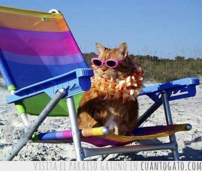 Kattenpraat