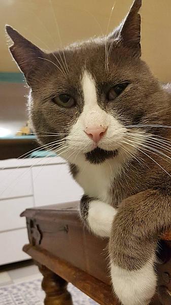Kattenpraat