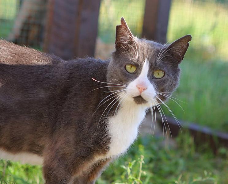 Kattenpraat