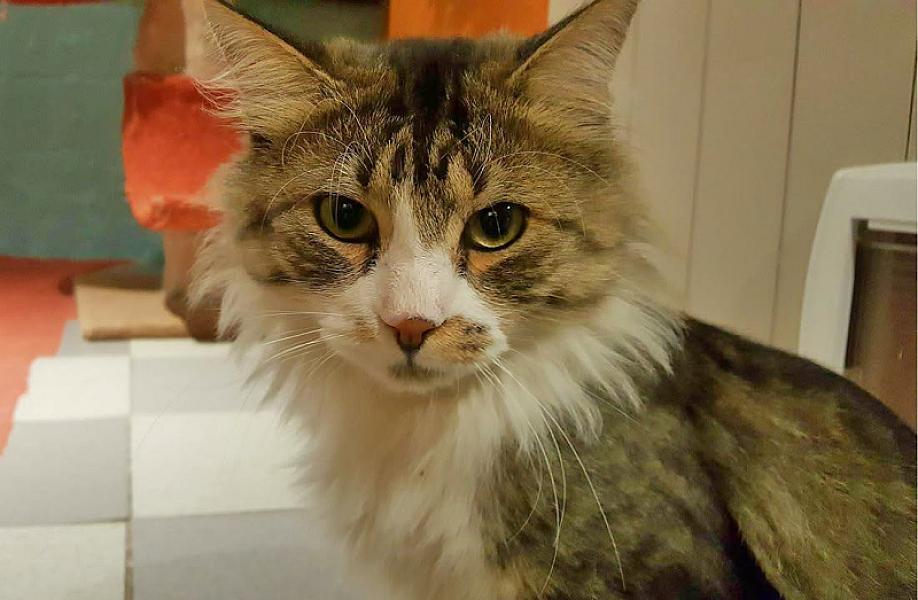 Kattenpraat