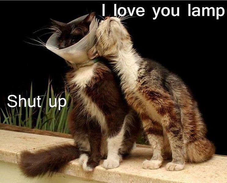 Kattenpraat