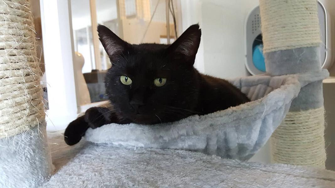 Kattenpraat