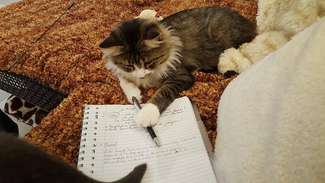 Kattenpraat