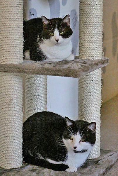 Kattenpraat