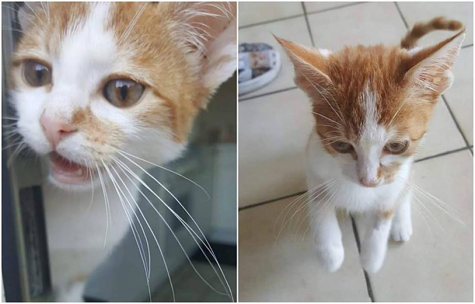 Kattenpraat