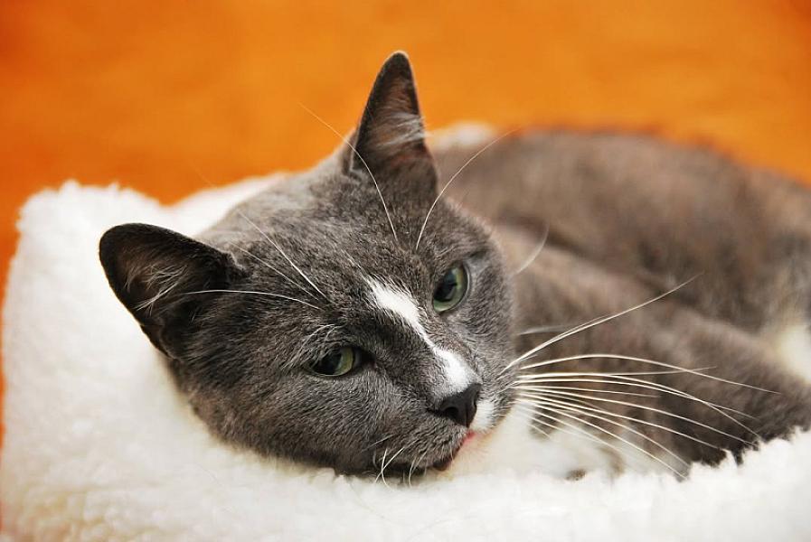 Kattenpraat