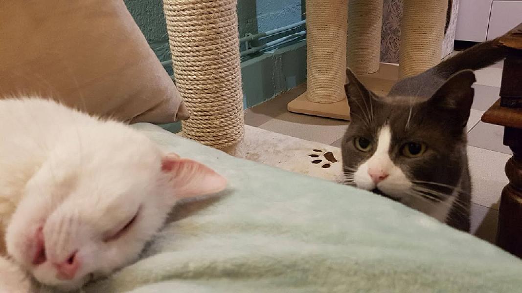 Kattenpraat