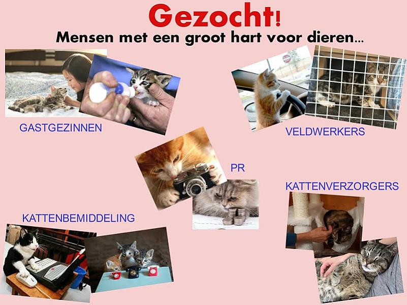 Kattenpraat