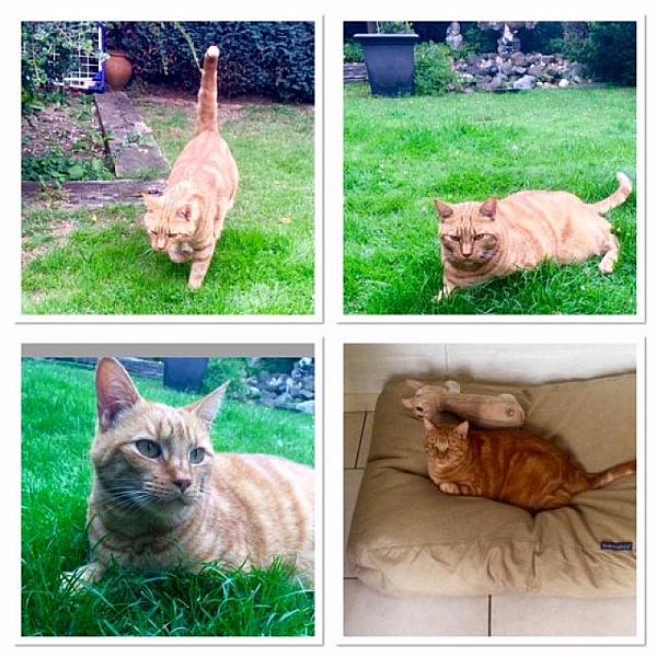 Kattenpraat