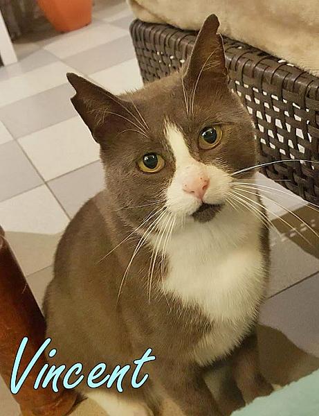Kattenpraat