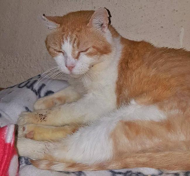 Kattenpraat