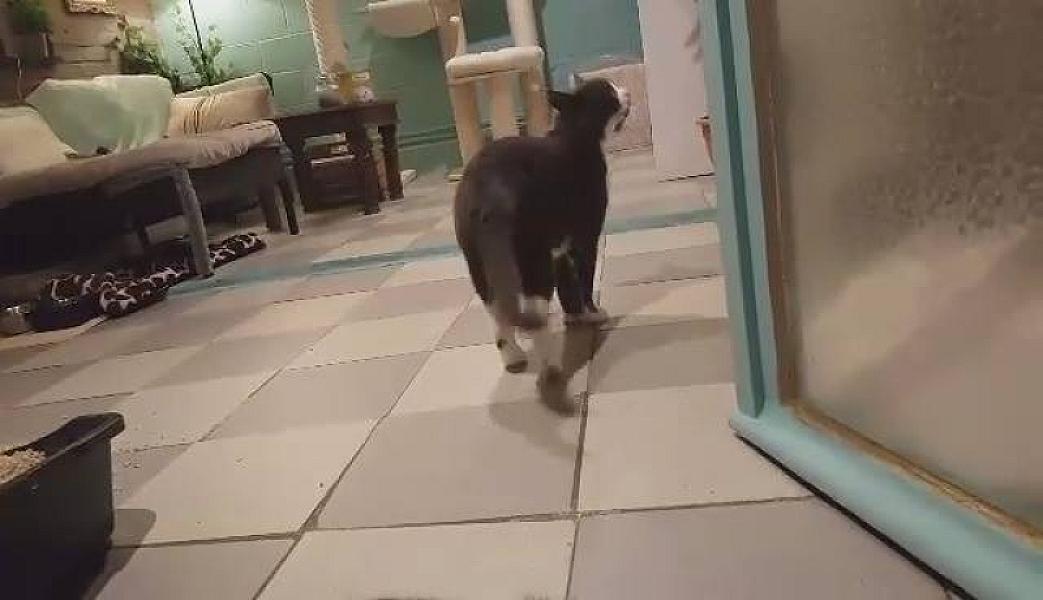 Kattenpraat