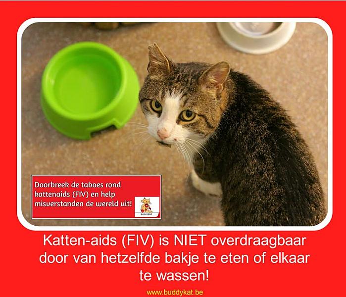 Kattenpraat
