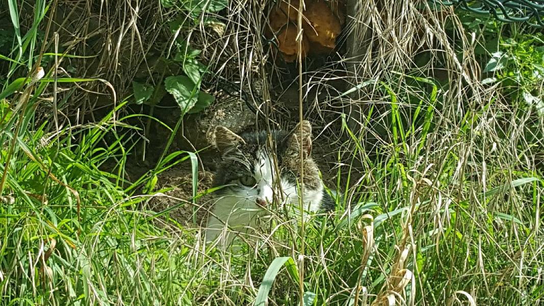 Kattenpraat