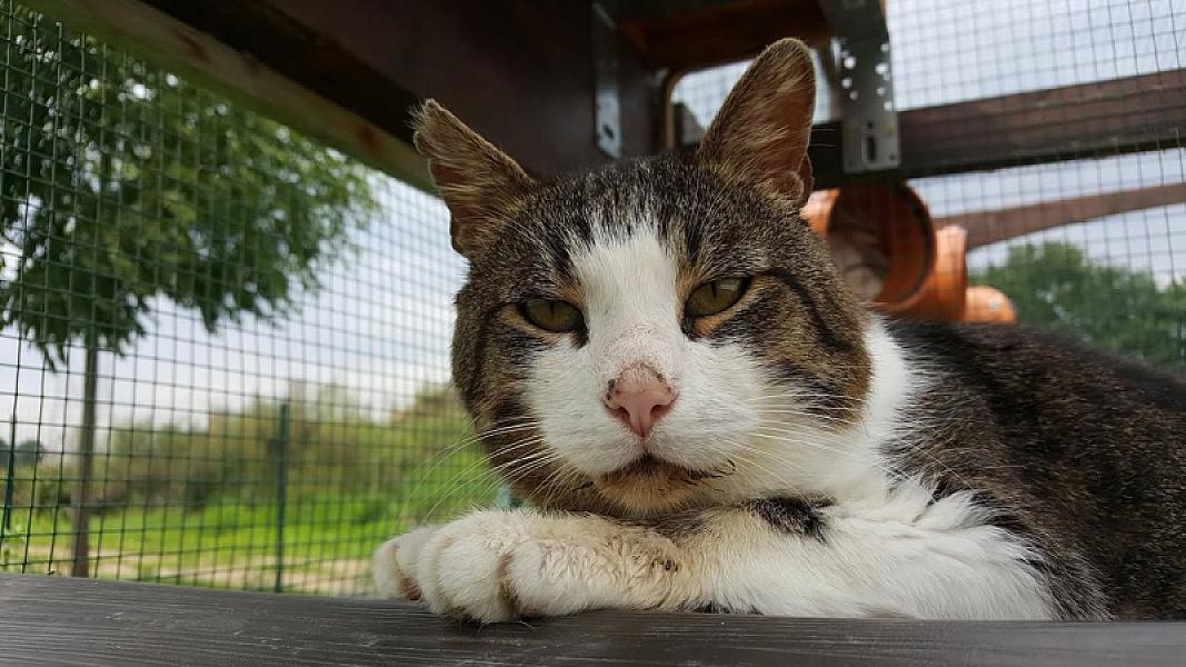 Kattenpraat