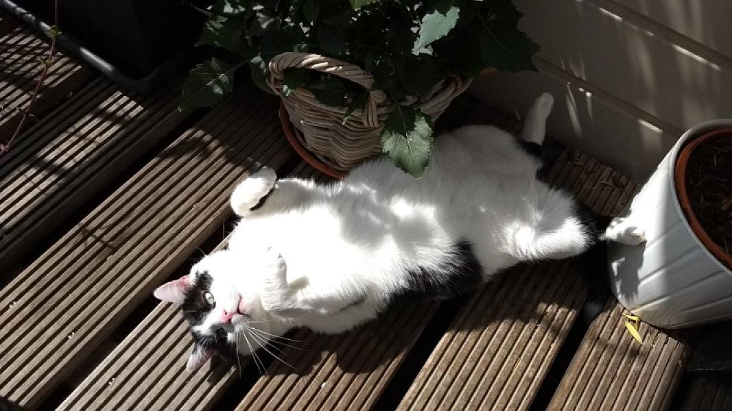 Kattenpraat