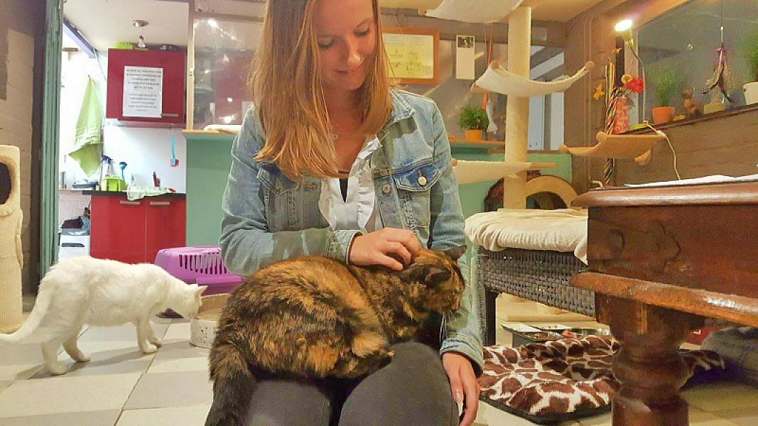 Kattenpraat