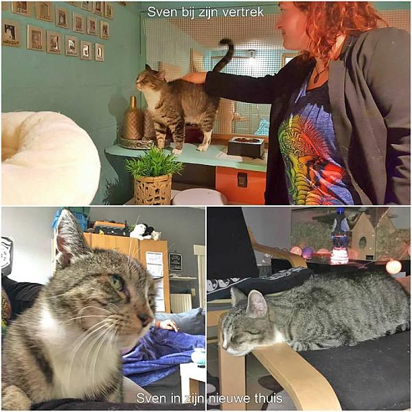 Kattenpraat