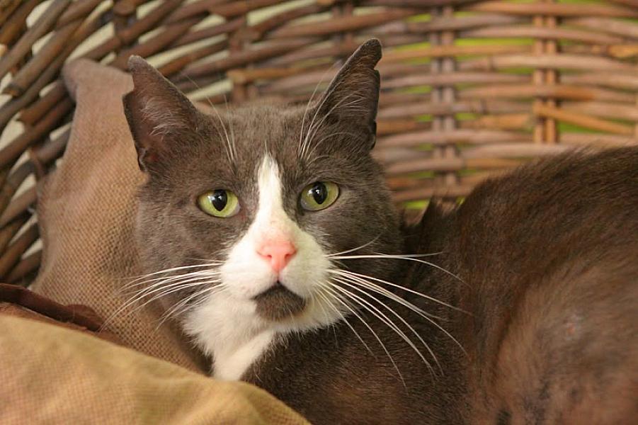 Kattenpraat