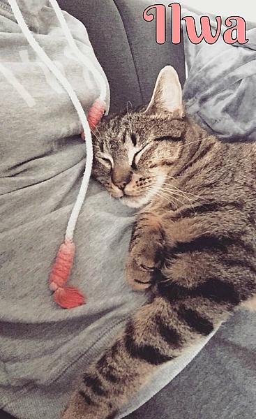 Kattenpraat