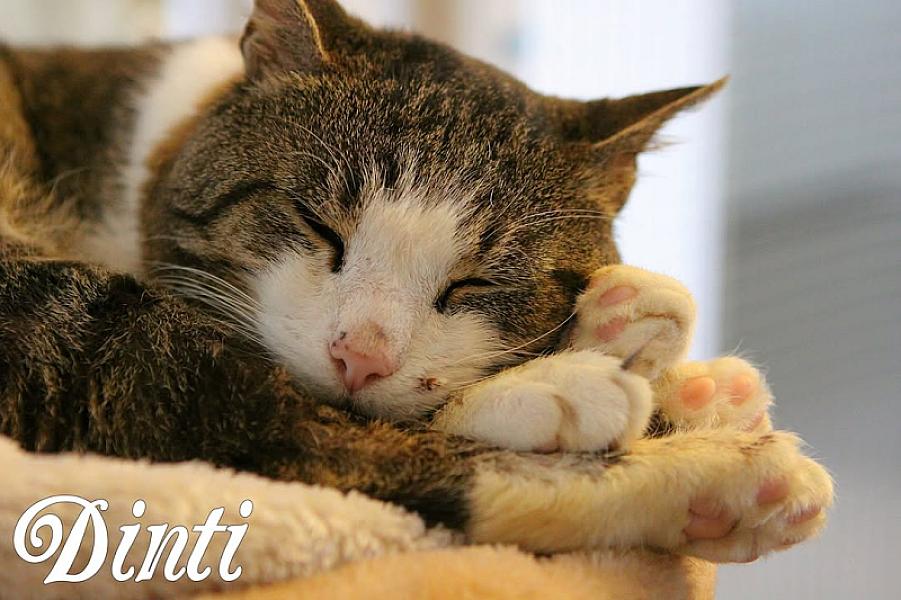 Kattenpraat