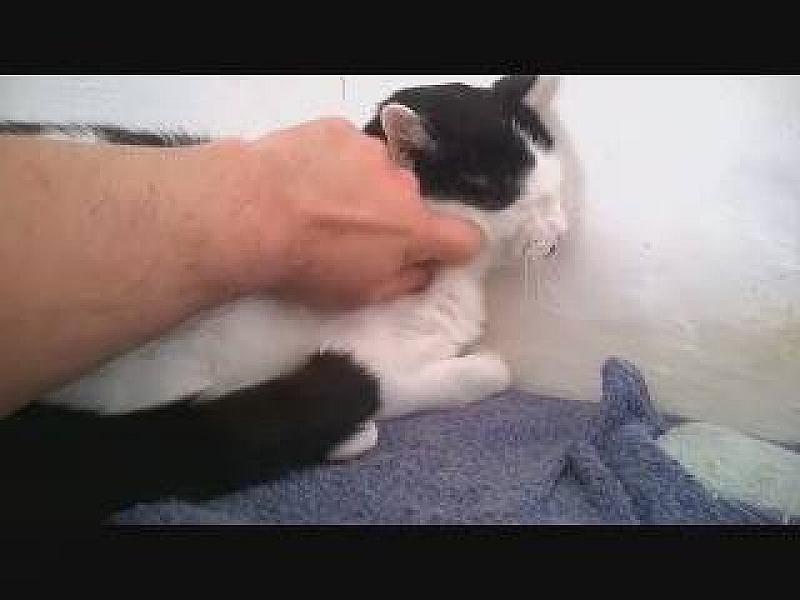 Kattenpraat