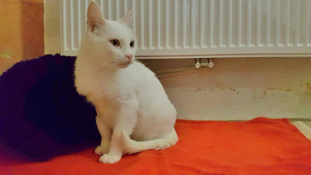 Kattenpraat