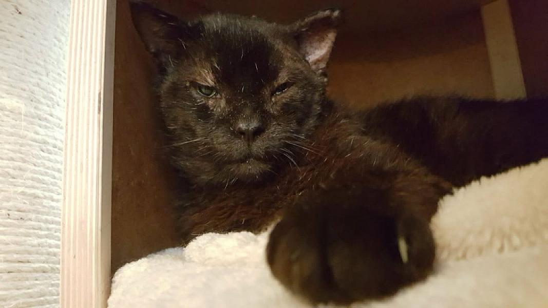 Kattenpraat
