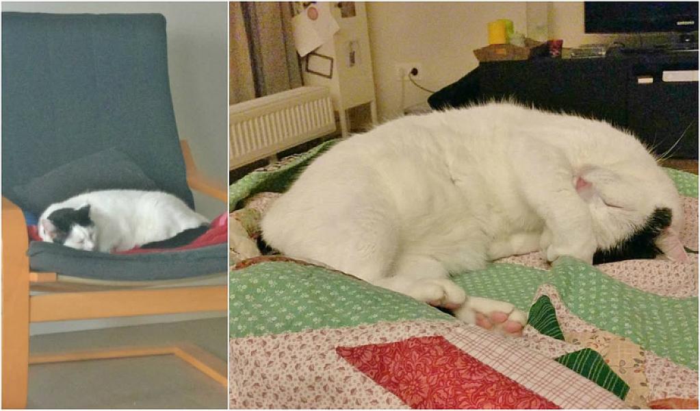 Kattenpraat