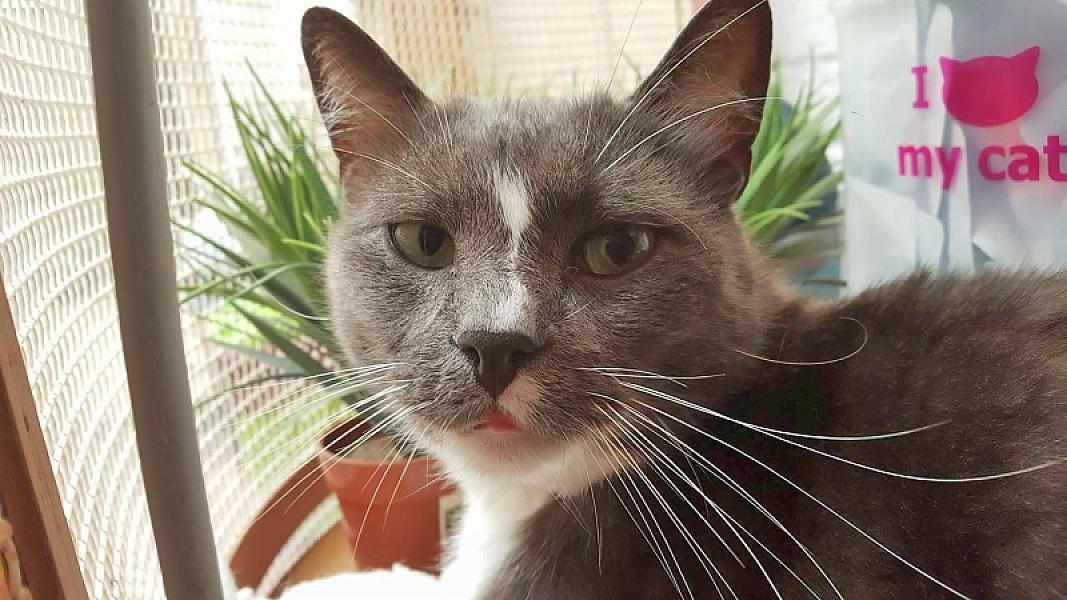 Kattenpraat