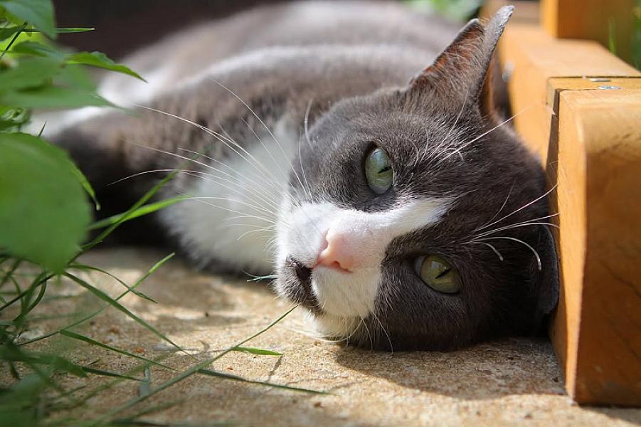 Kattenpraat