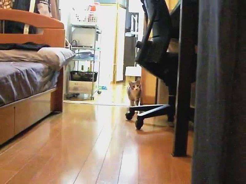 Kattenpraat