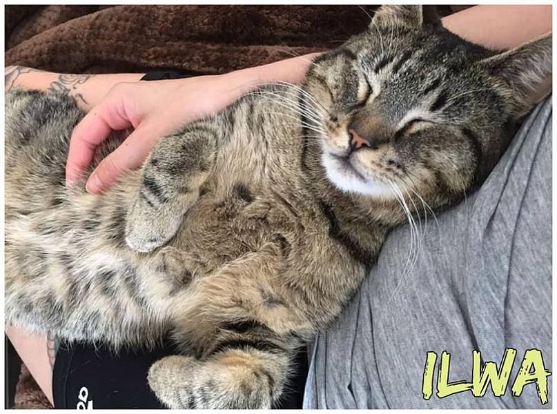 Kattenpraat