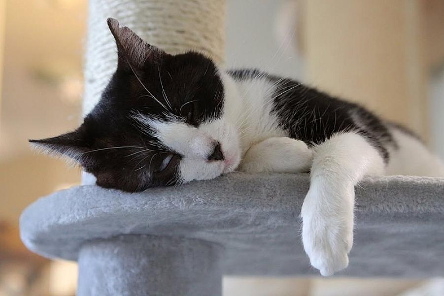 Kattenpraat