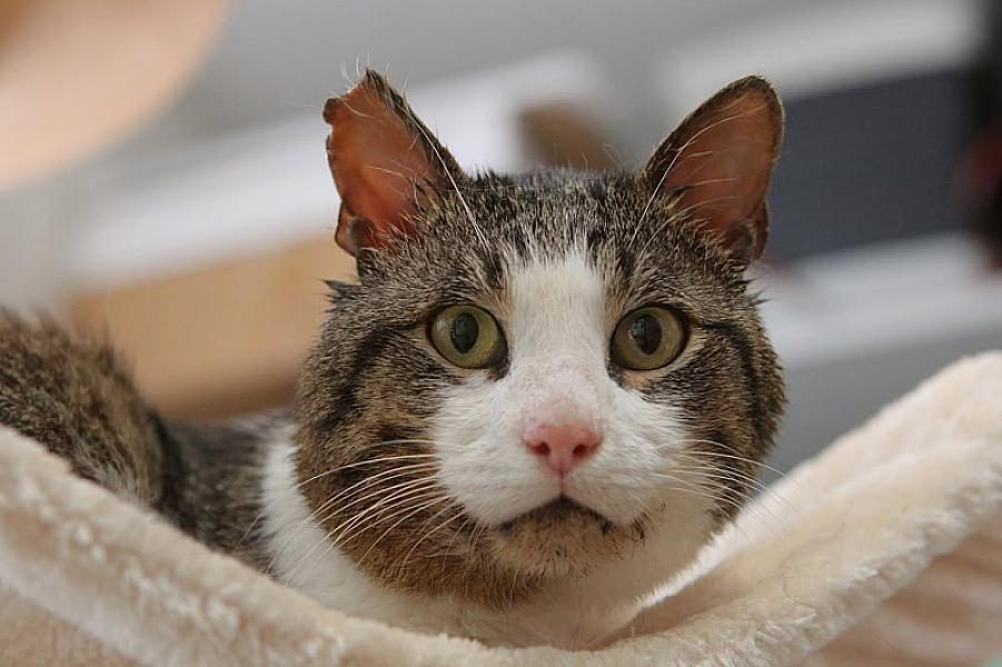 Kattenpraat