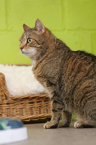 Kattenpraat
