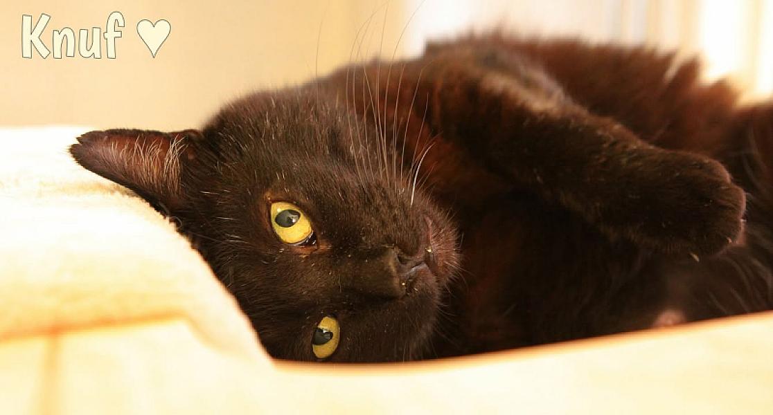 Kattenpraat