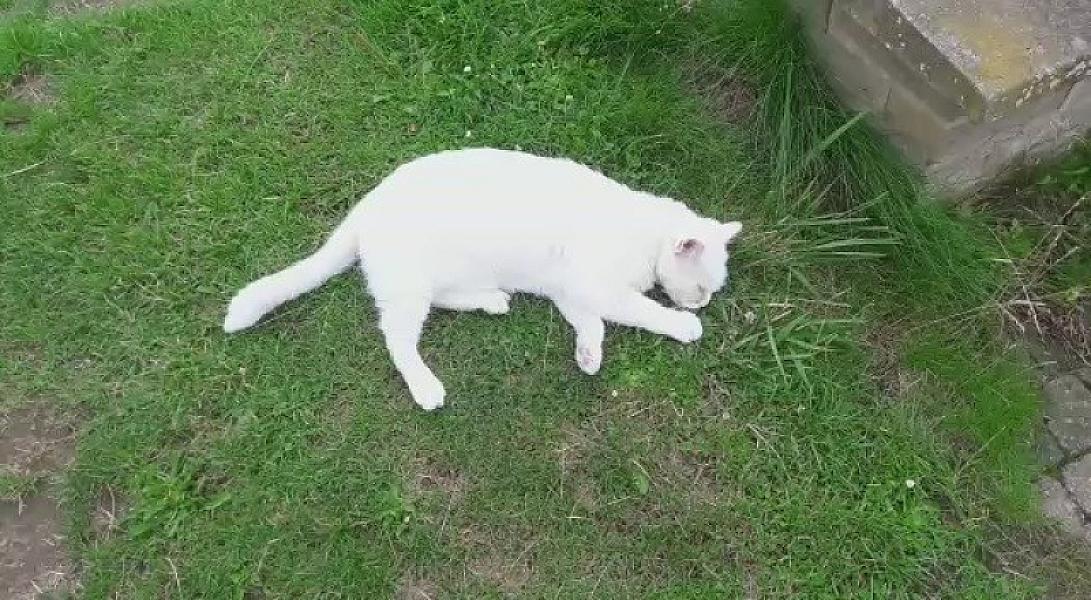 Kattenpraat