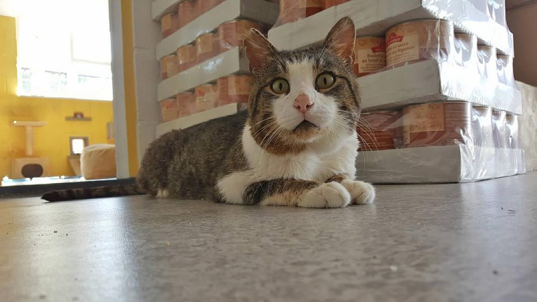 Kattenpraat