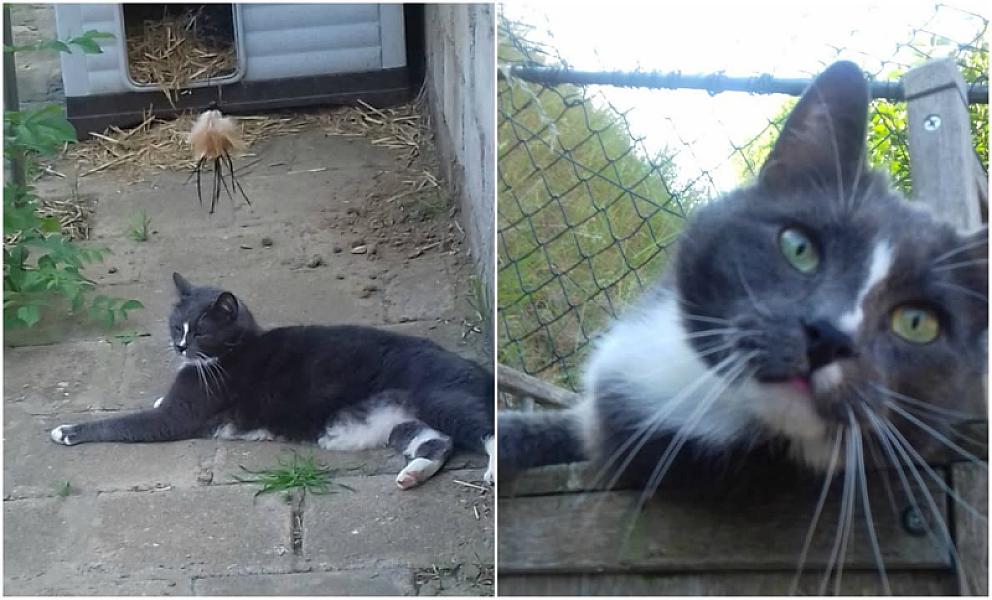 Kattenpraat