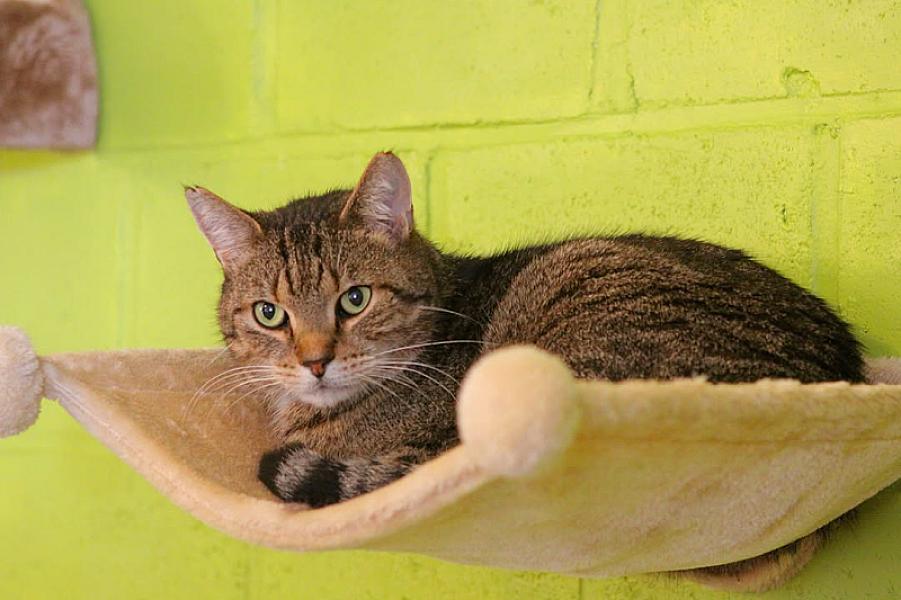 Kattenpraat
