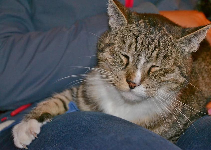 Kattenpraat