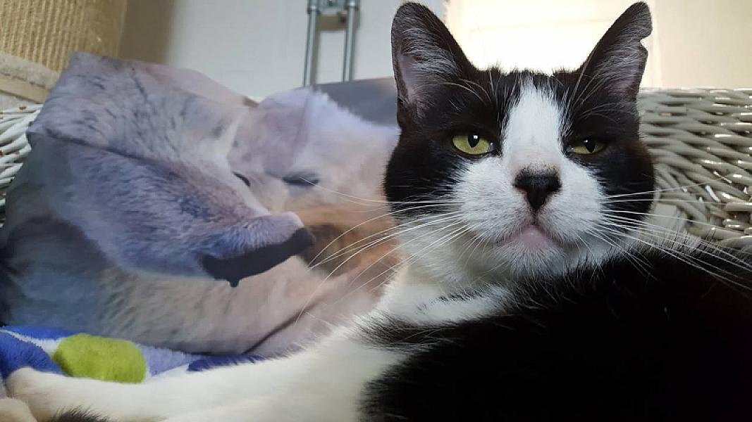 Kattenpraat