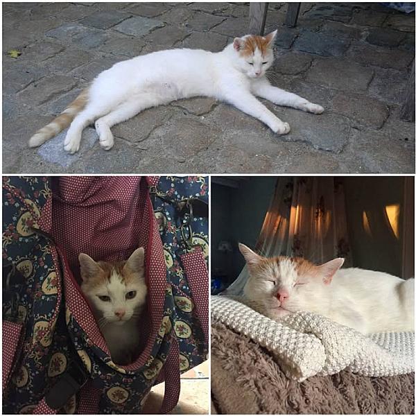 Kattenpraat
