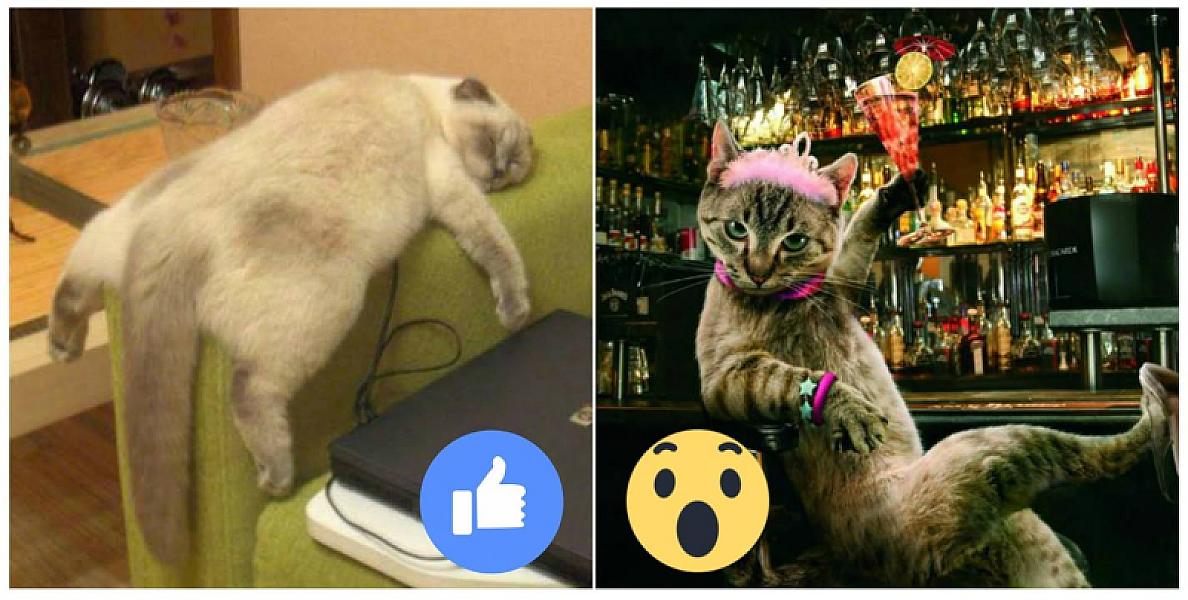 Kattenpraat