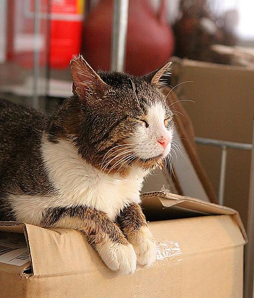 Kattenpraat